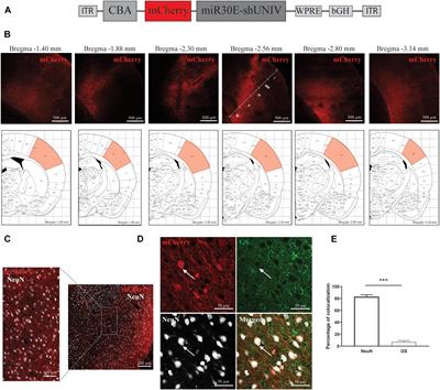 Development of Efficient AAV2/DJ-Based Viral Vectors to Selectively Downregulate the Expression of Neuronal or Astrocytic Target Proteins in the Rat Central Nervous System